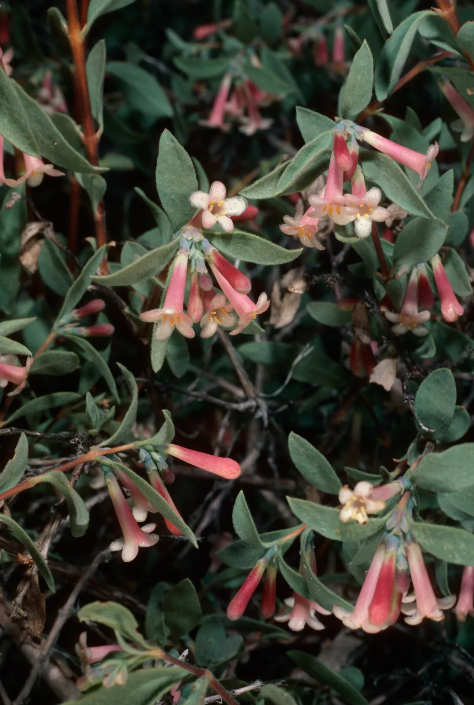 Symphoricarpos logiflorus, Wyman Canyon, White Mountains, Inyo County