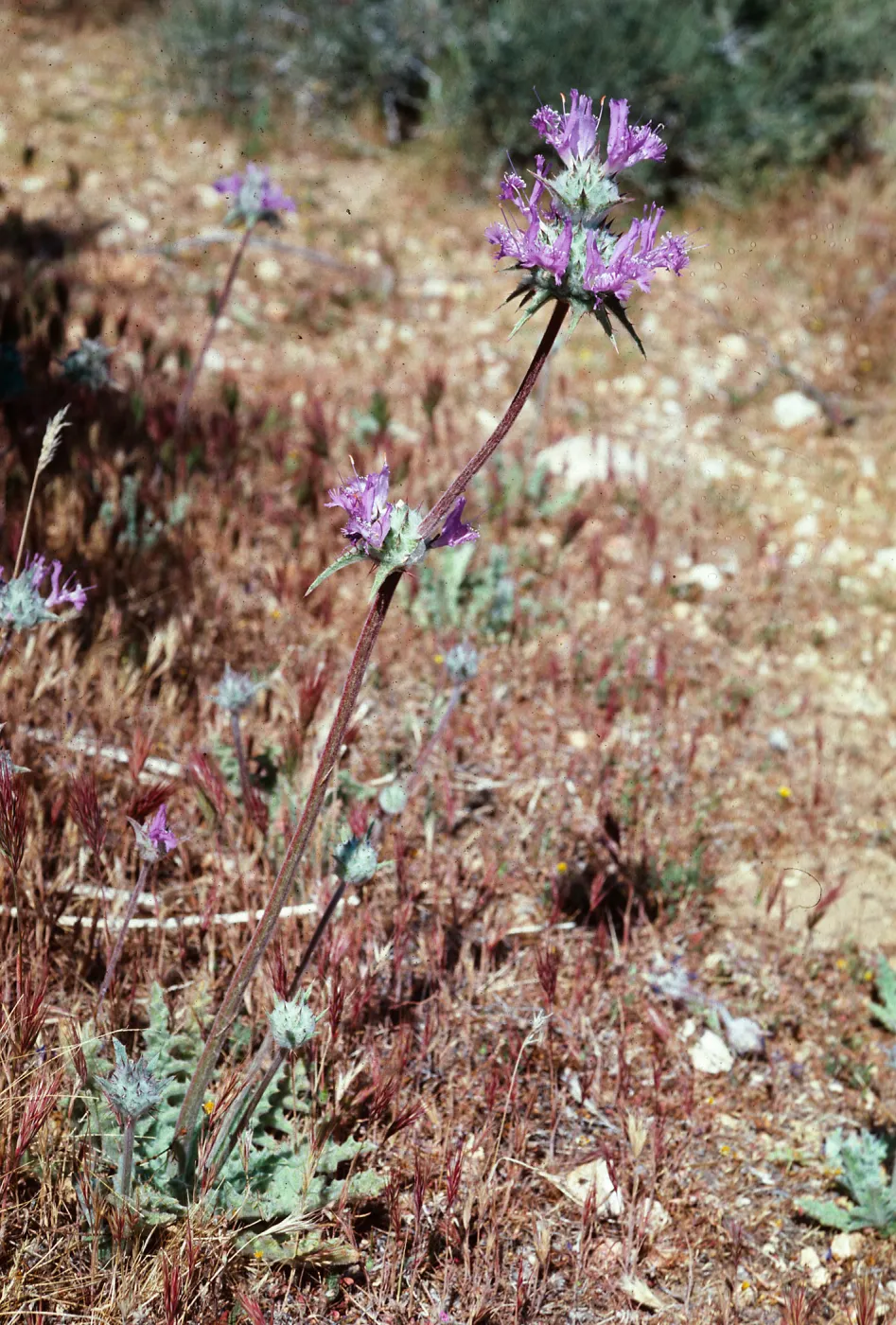 Salvia carduacea (Thistle Sage), Backus Road on way to Mojave, Kern County