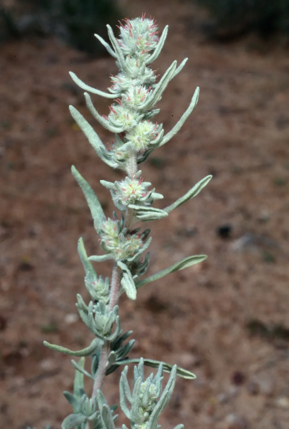 Eurotia lanata, Krascheninnikovia genus, Backus Road on way to Mojave, Kern County