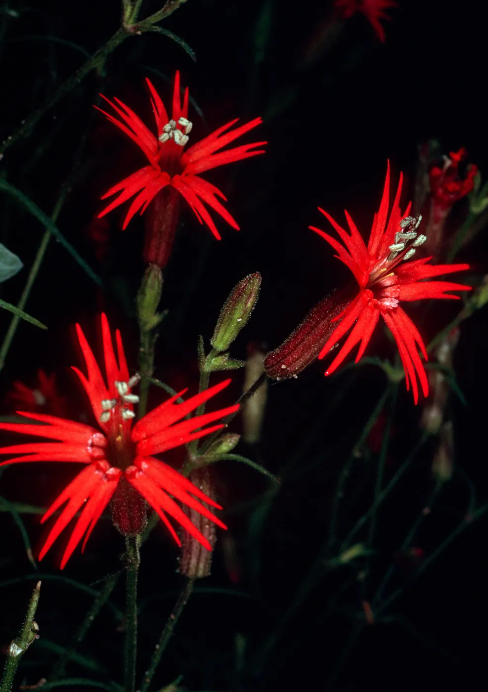 Silene laciniata, Tunnel Road, Santa Barbara County