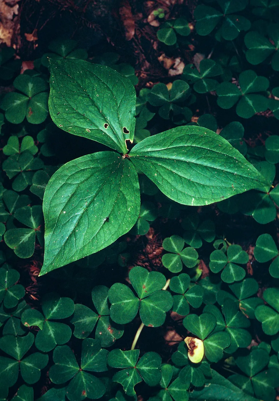Trillium, Big Creek Reserve, UC Santa Cruz Natural Reserve, Monterey County