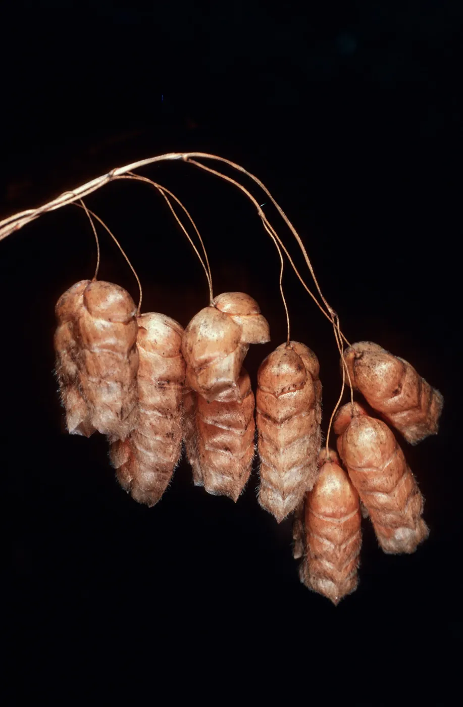 Briza maxima, Salmon Creek, Monterey County
