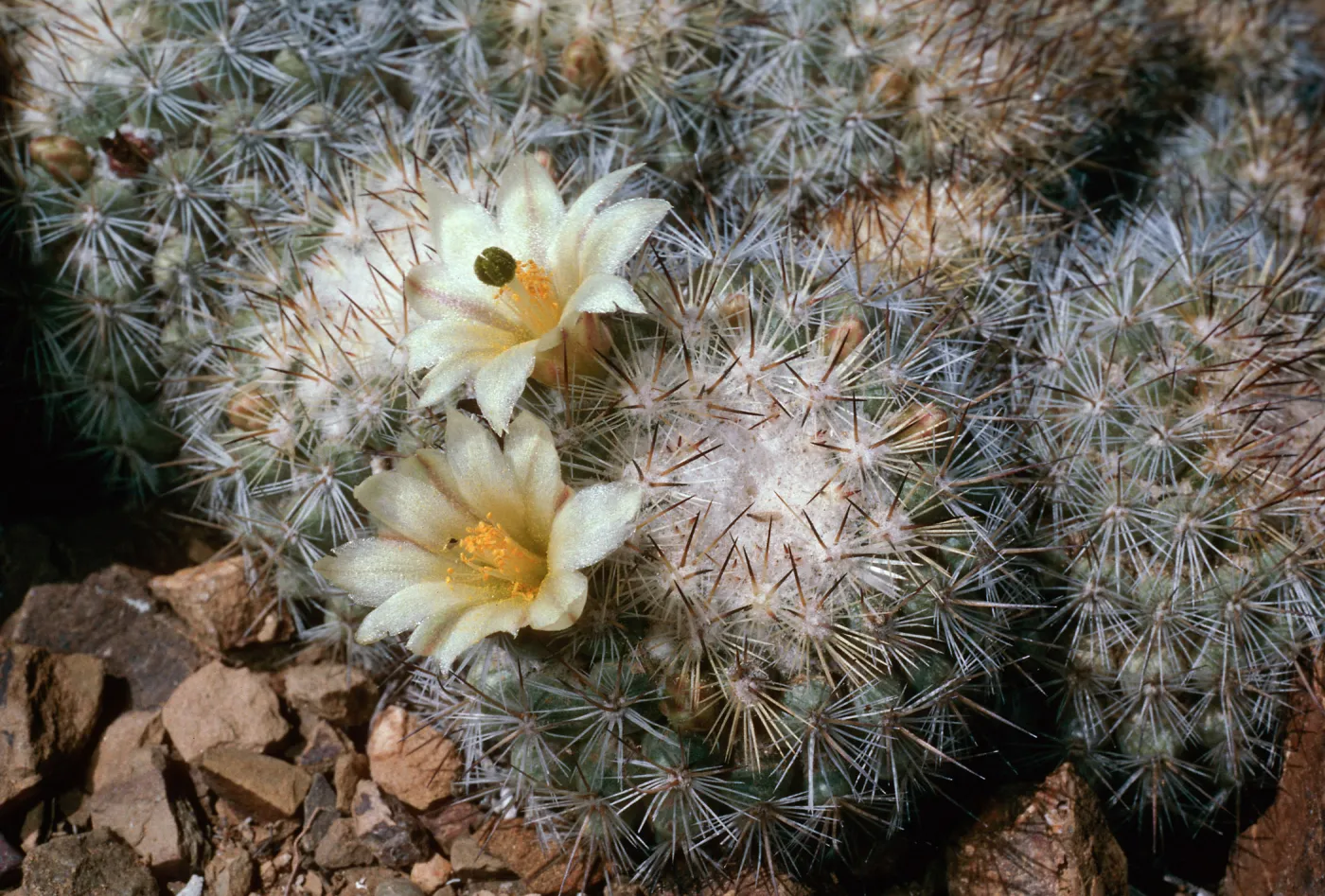 Mammillaria neopalmeri, Northwest side, near lighthouse, West San Benito Island