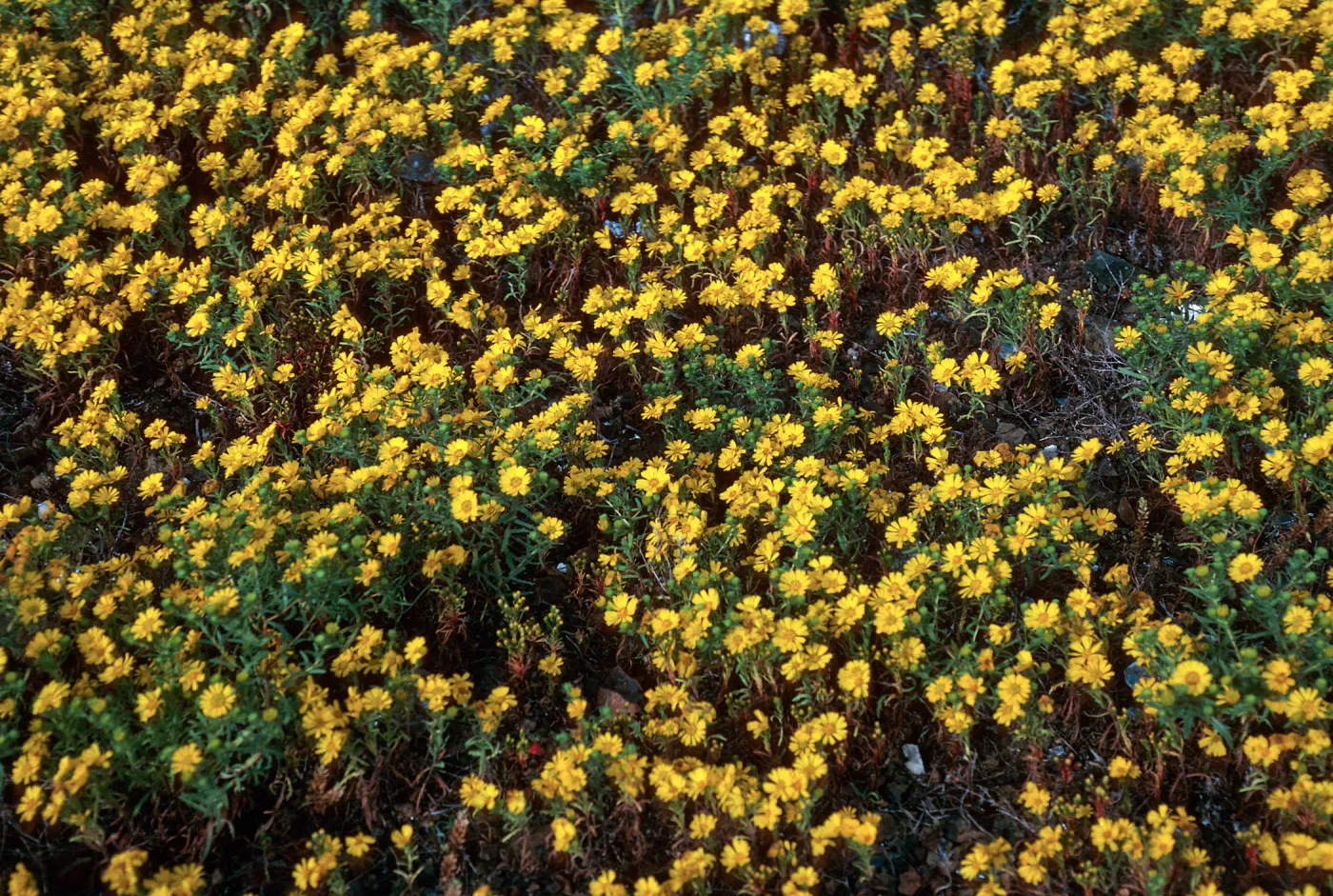 Hemizonia streetsii, West San Benito Island
