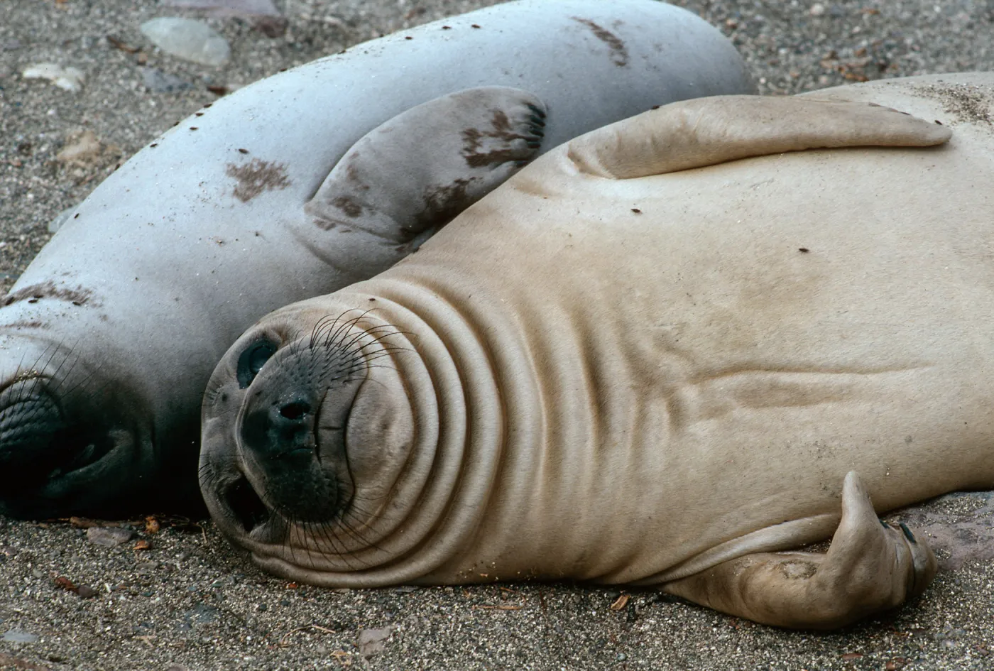 young Elephant Seals, San Benito Island