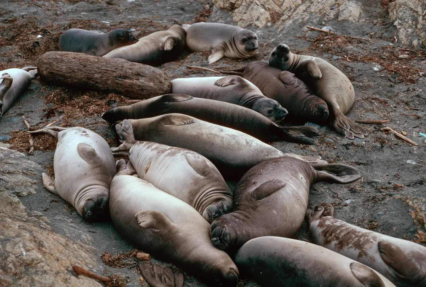 Elephant Seals, North side, West San Benito Island