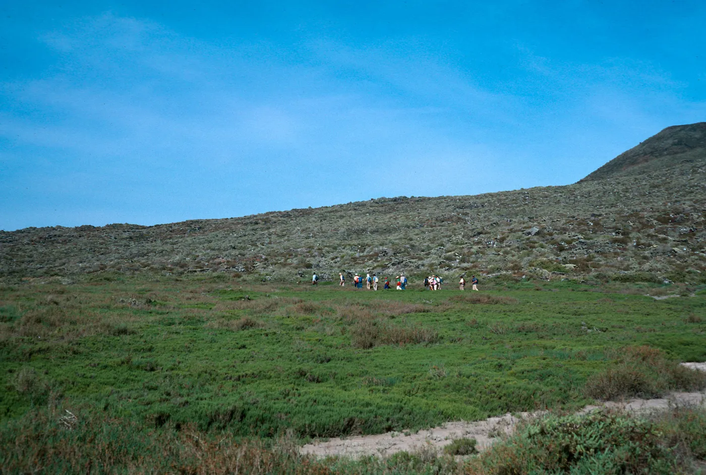 Suaeda, San Martin Island