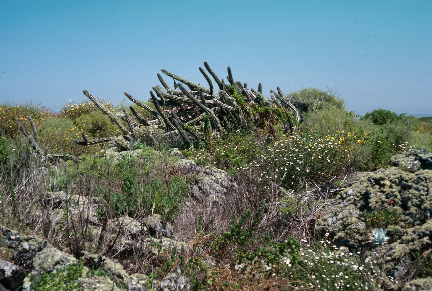 San Martin Island