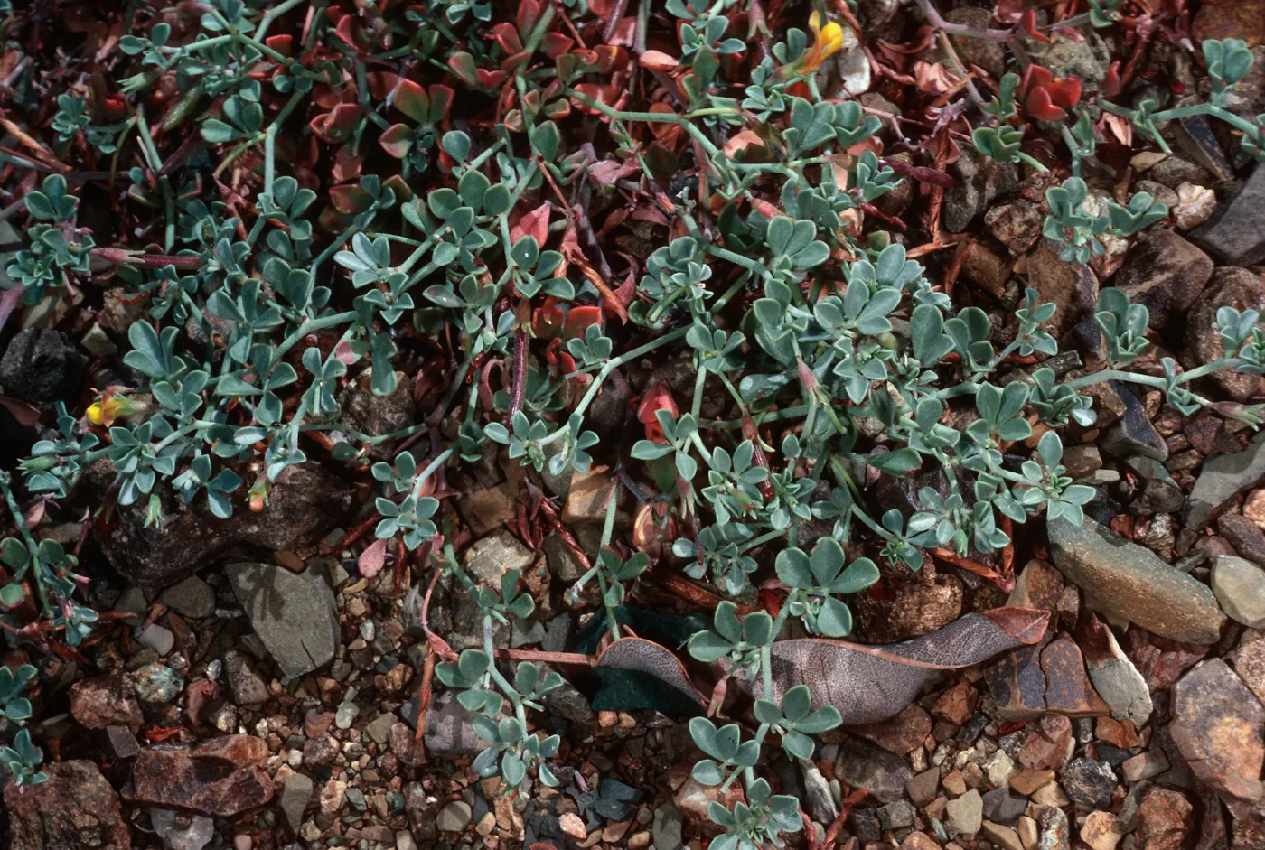 Lotus cedroensis, Gran CaÃ±on, Cedros Island