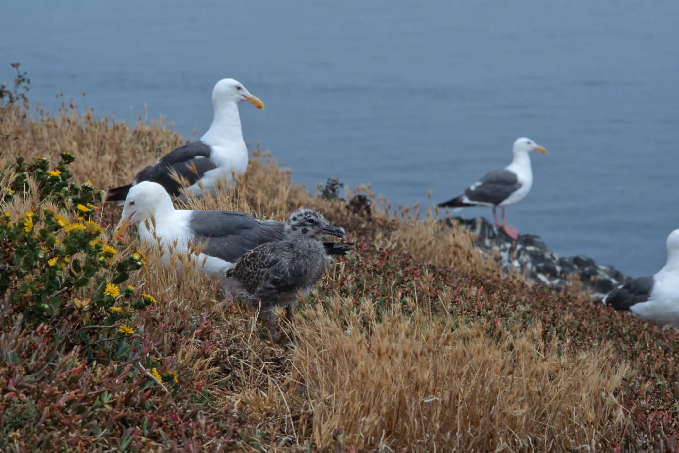 East Anancapa Island--Western gulls