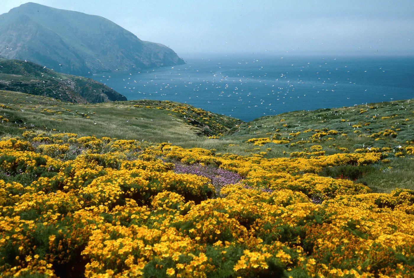 Middle Anacapa Island--E. of Sheep Camp--Coreopsis; Dichelostemma