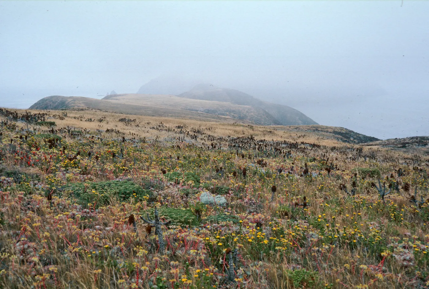Middle Anacapa Island--terrace