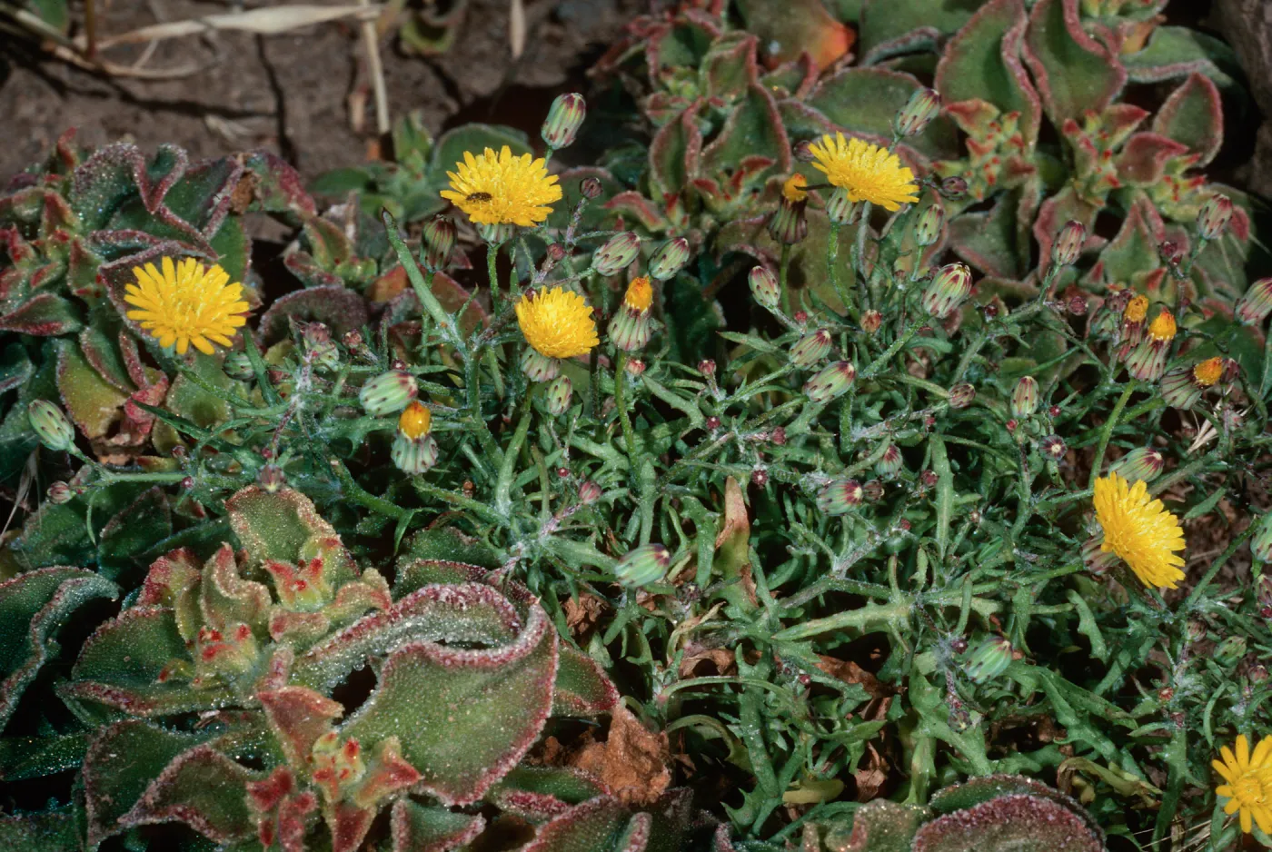 Middle Anacapa Island--Sea Aarch Peninsula--Malacothrix junakii