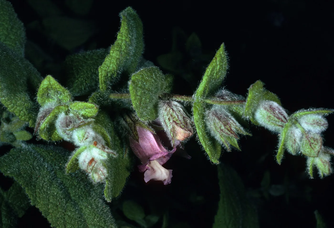 Lepechinia fragrams from Santa Rosa Island--SBBG Island section