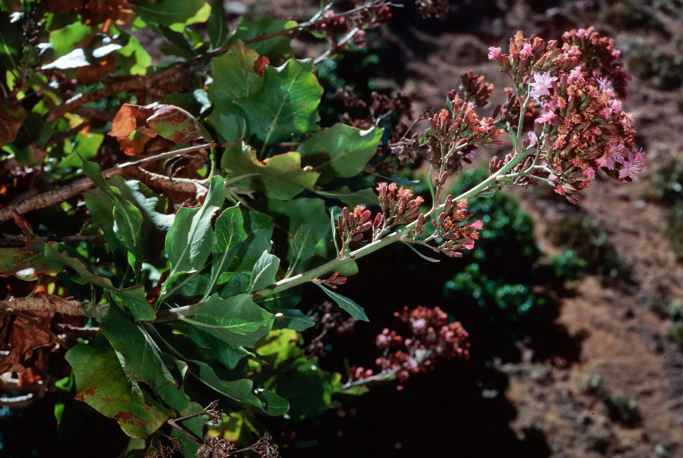 San Clemente Island, Eagle Canyon--Munzothamnus blairii