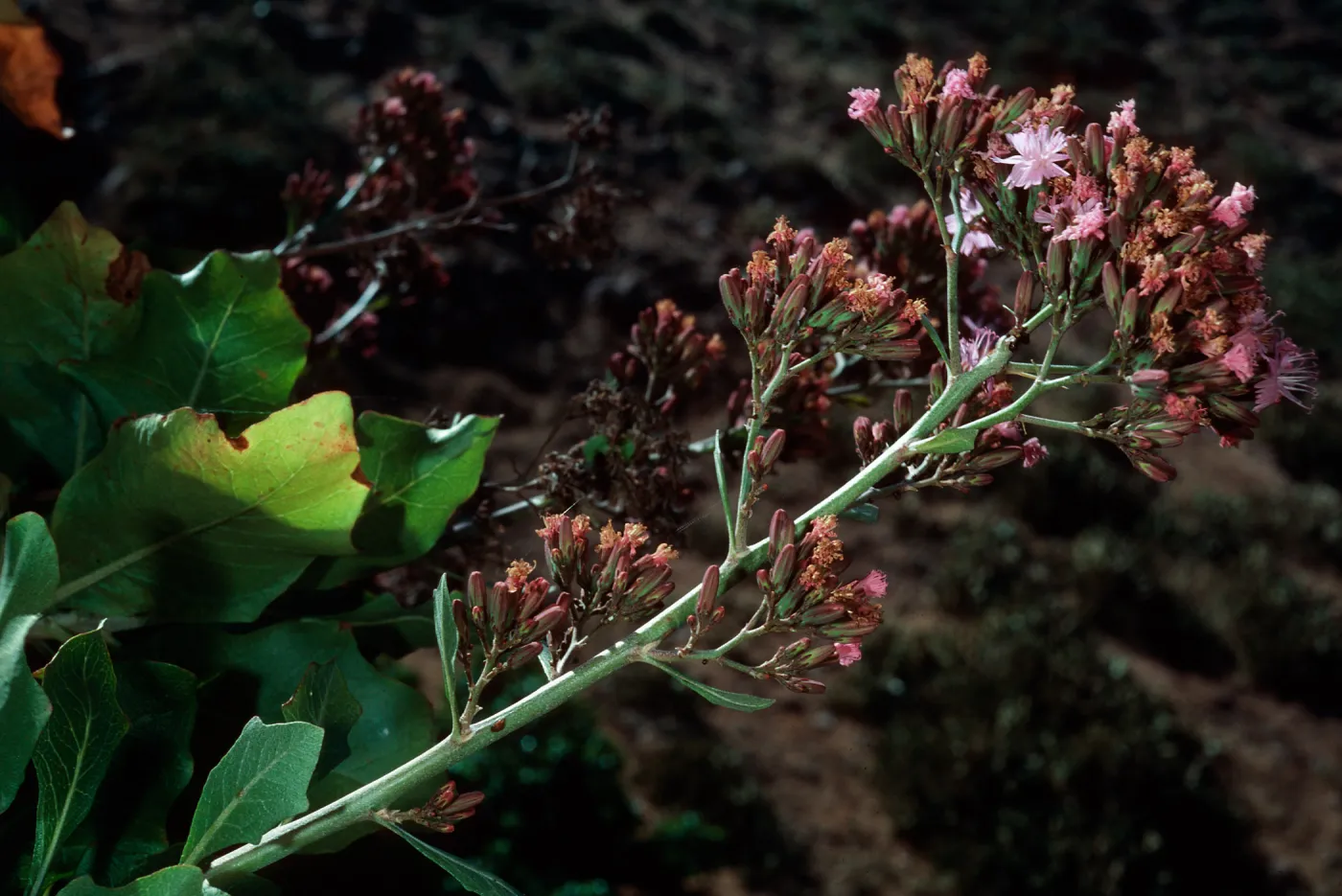 San Clemente Island, Eagle Canyon--Munzothamnus blairii