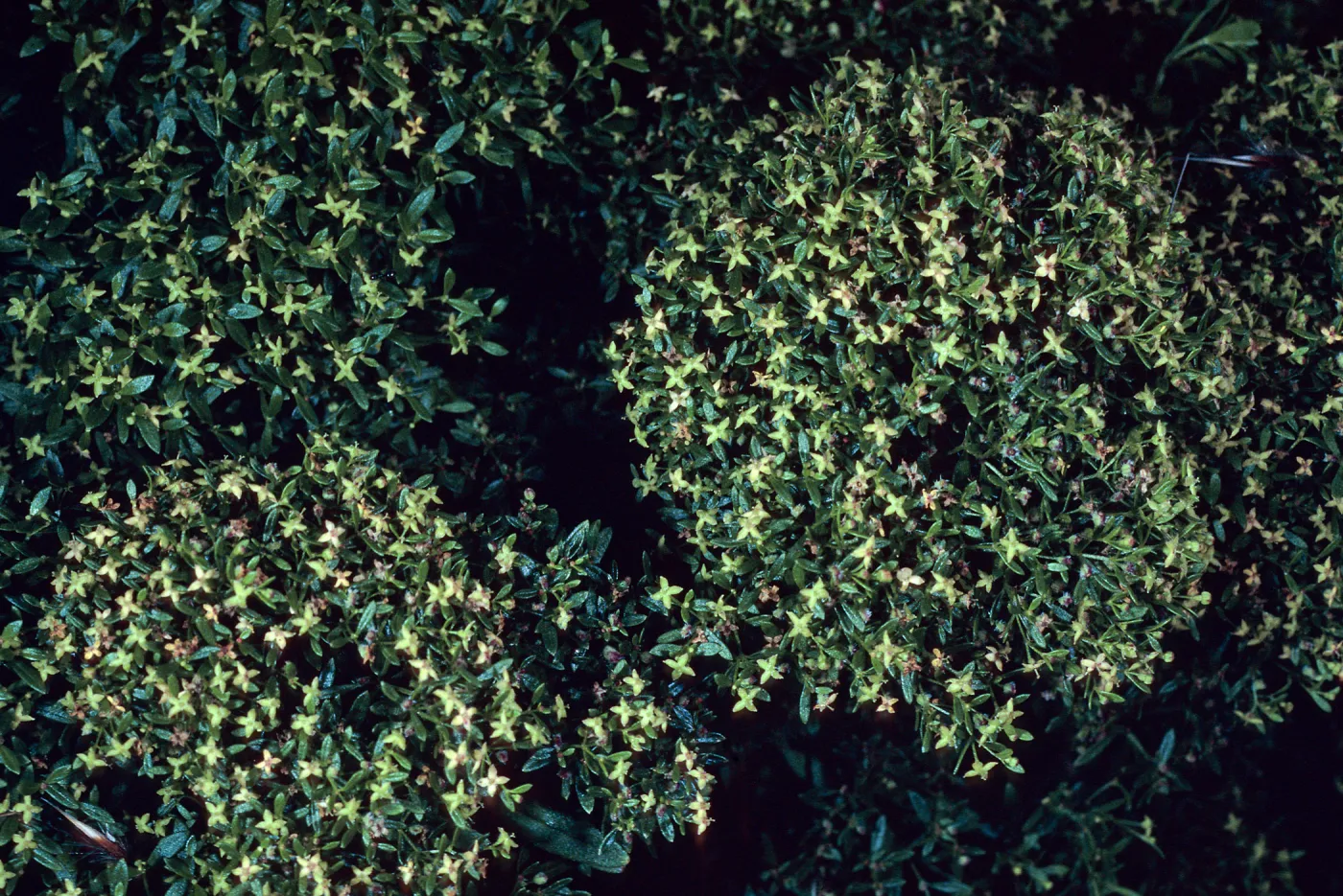 San Clemente Island, SCI-230 near Î” Jack, Galium catalinense acrispum