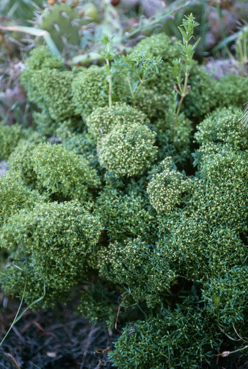San Clemente Island, SCI-230 near Î” Jack, Galium catalinense acrispum