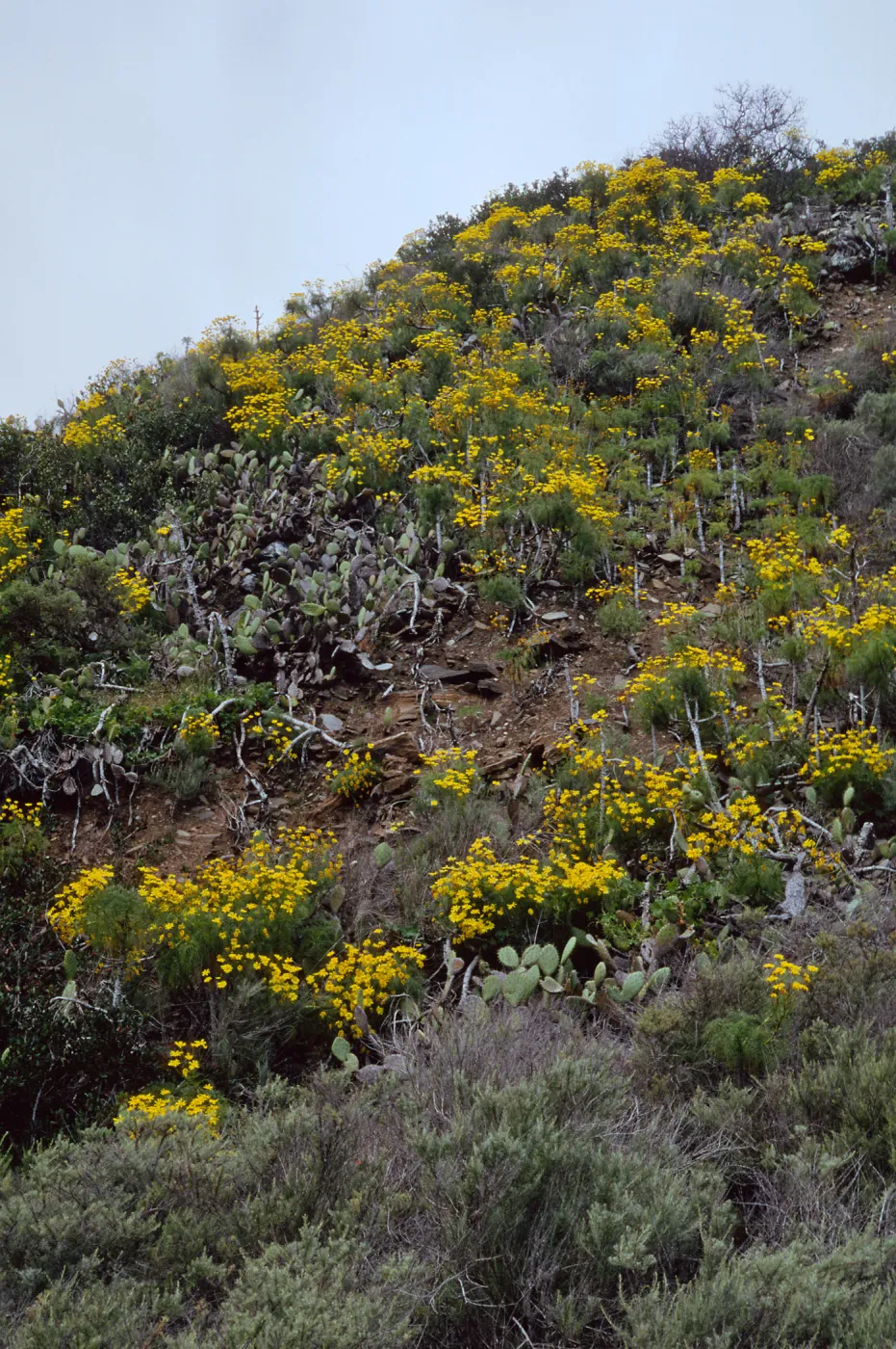 Santa Catalina Island, above Empire Landing, Coreopsis gigantea