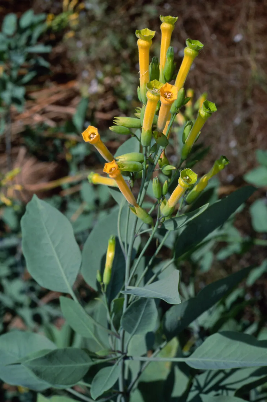 Santa Catalina Island, Cherry Cove, Nicotiana glauca