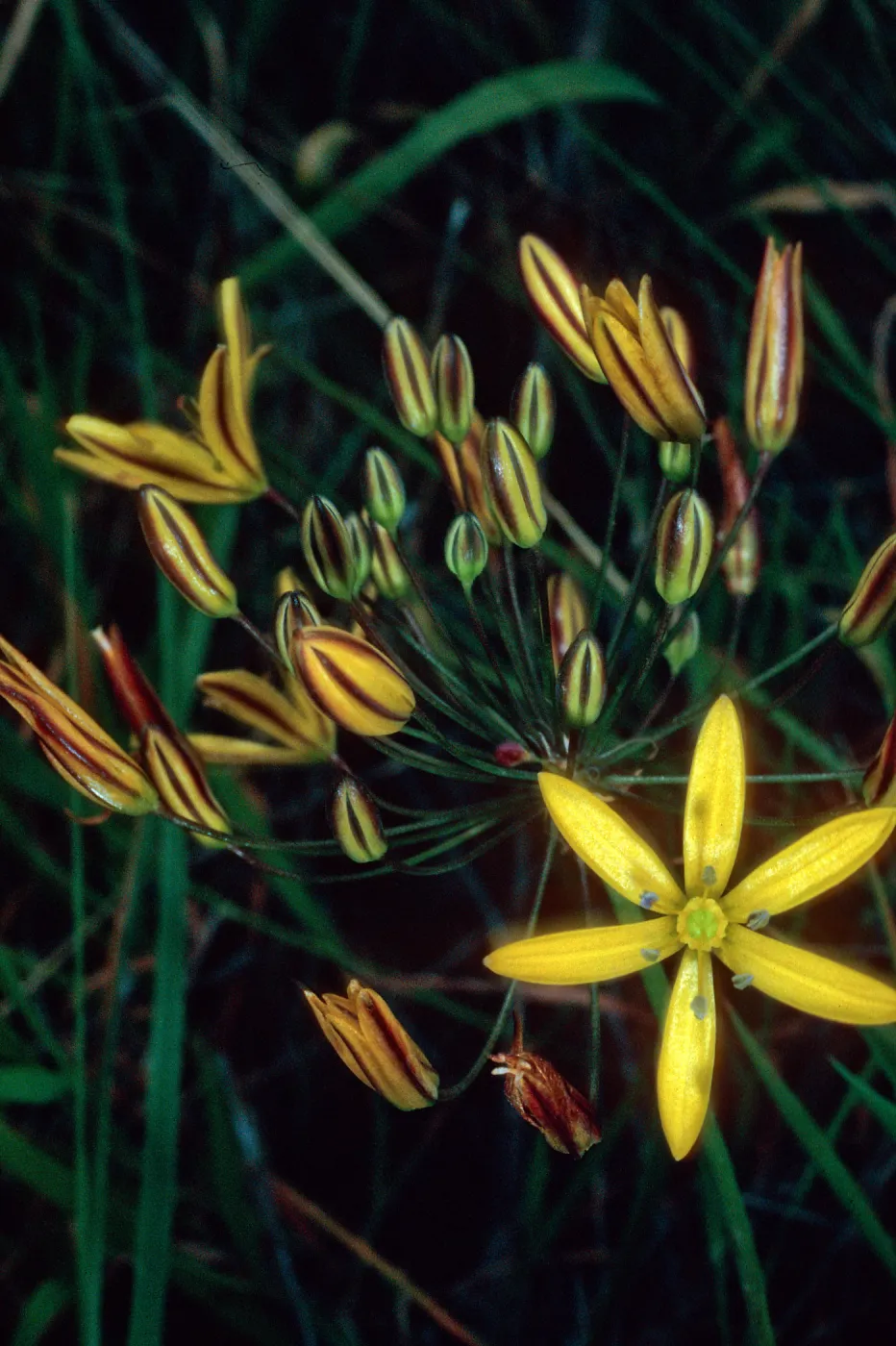 Santa Catalina Island, E side of Avalon Harbor, Bloomeria crocea