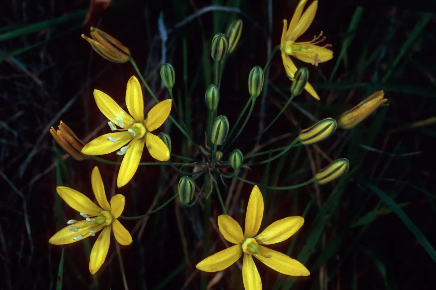 Santa Catalina Island, E side of Avalon Harbor, Bloomeria crocea