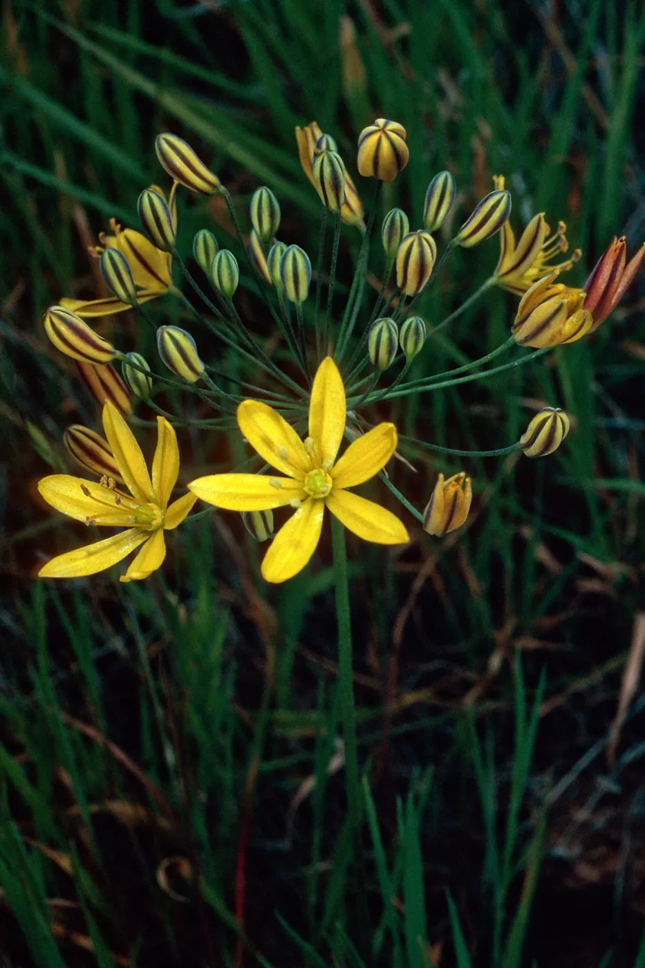 Santa Catalina Island, E side of Avalon Harbor, Bloomeria crocea