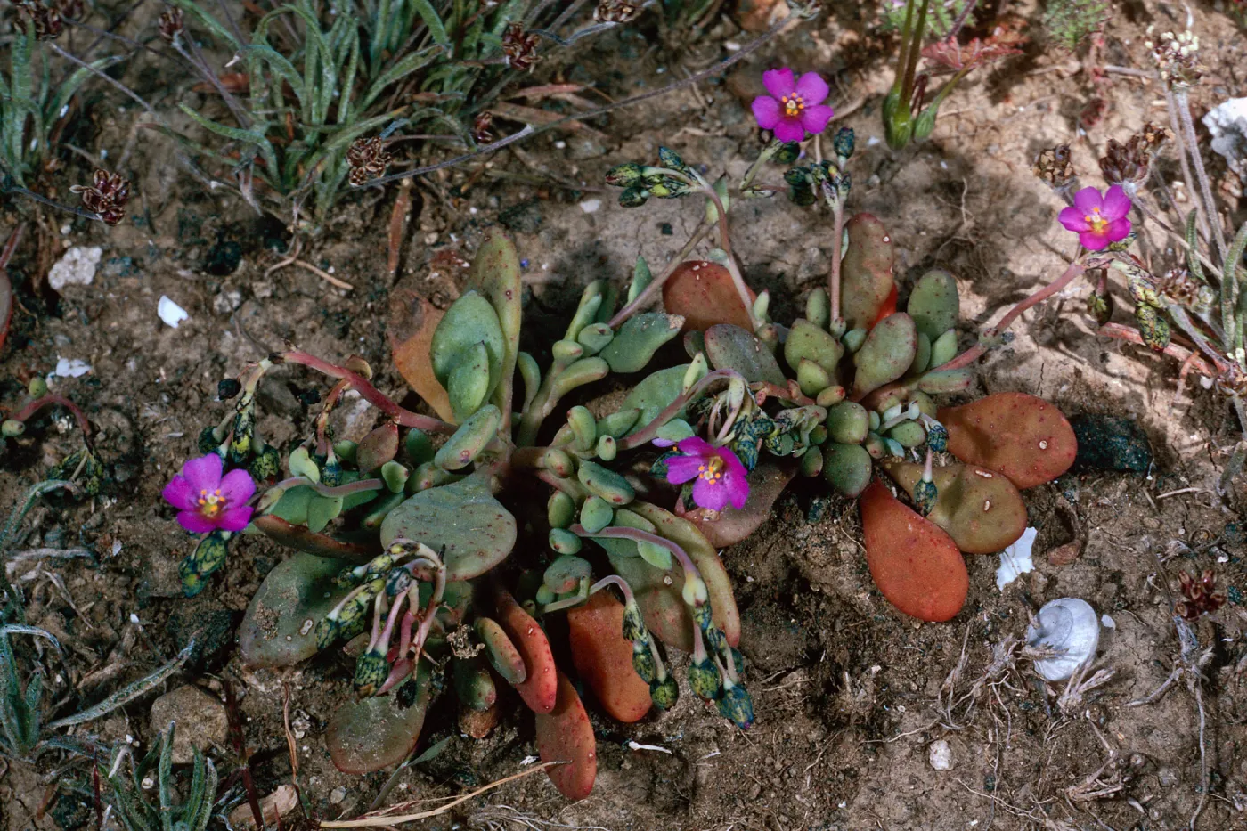 Santa Barbara Island, E of Cat Cyn, Calandrinia maritima