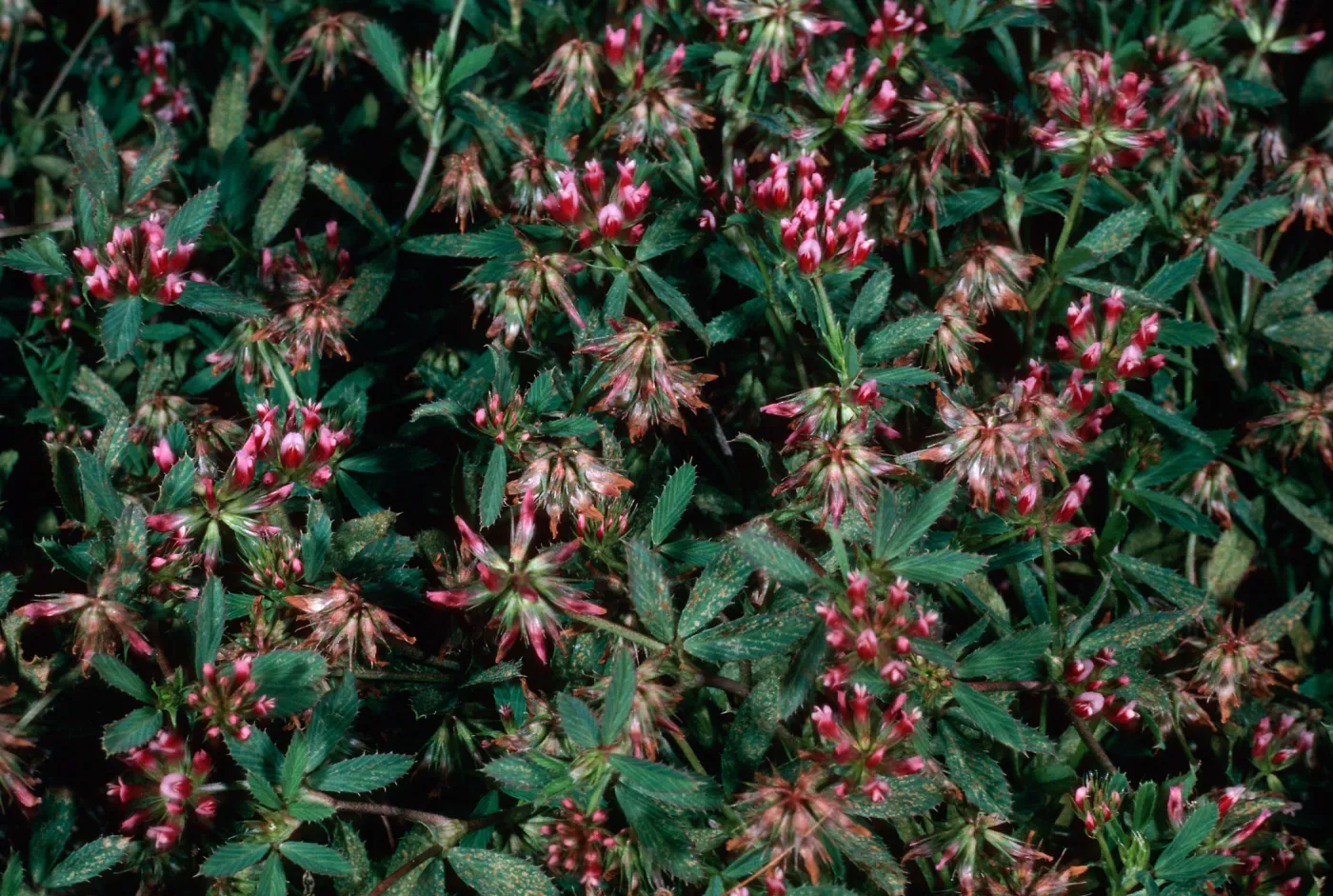 Santa Barbara Island, Arch Pt. trail, Trifolium palmeri