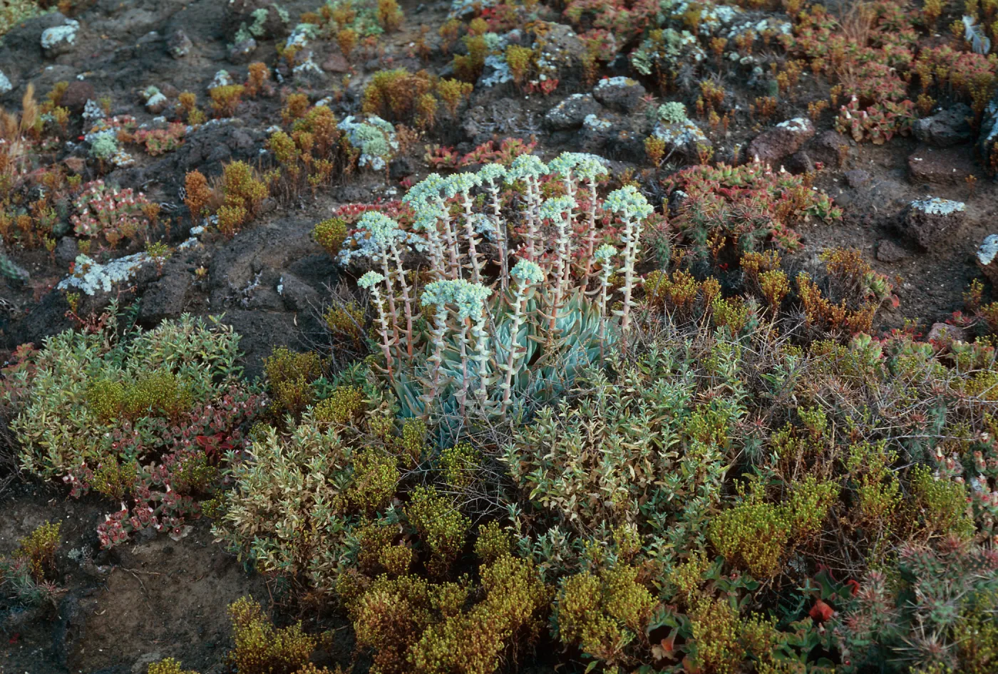 Santa Barbara Island, W of Cat Cyn, Dudleya traskiae