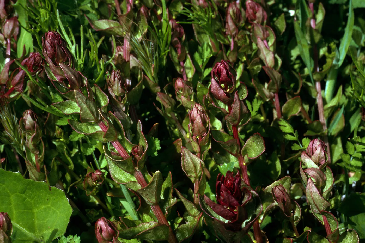 Santa Barbara Island, Cat Cyn, Aphanisma blitoides