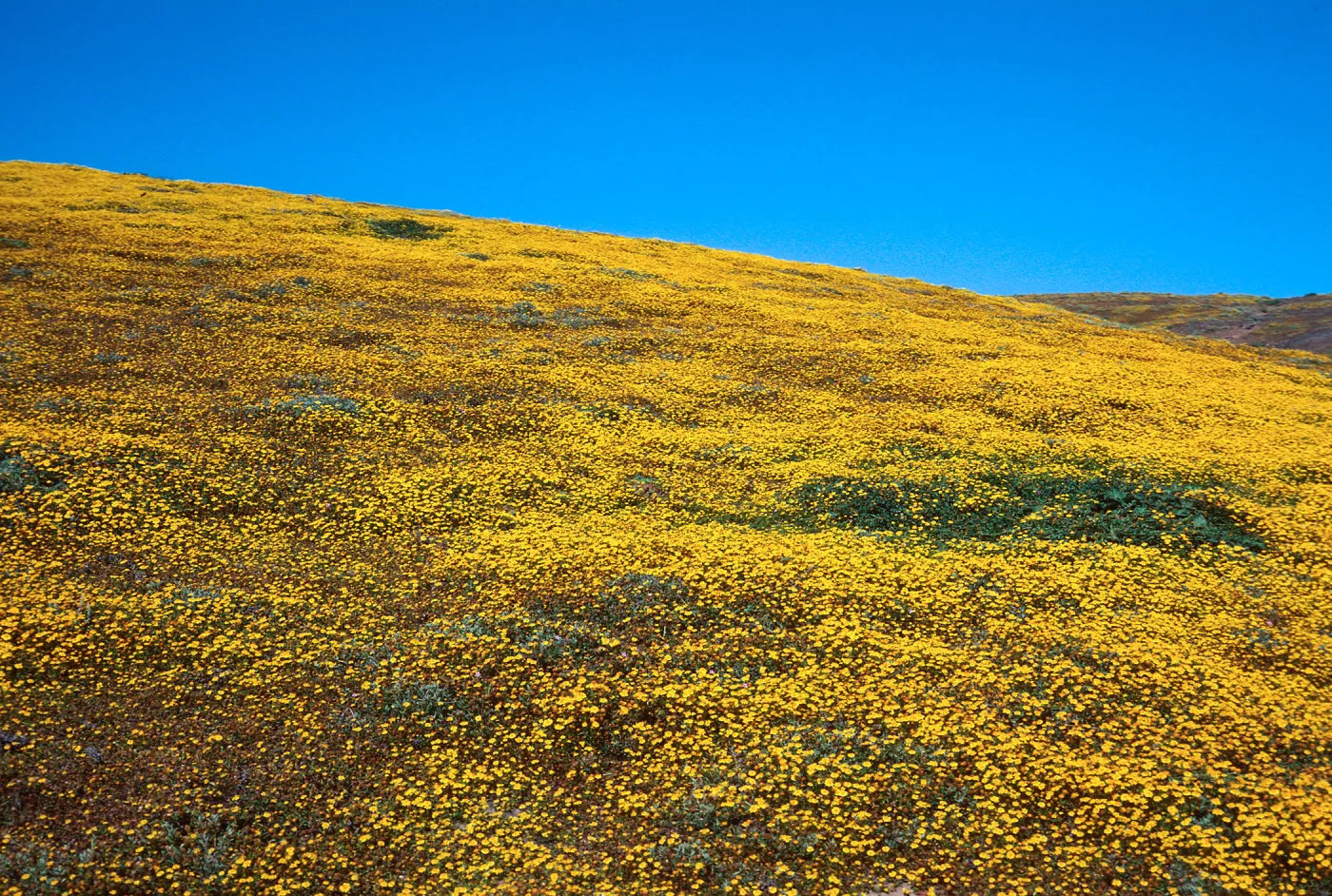 Santa Barbara Island, Cliff Cyn, Lasthenia
