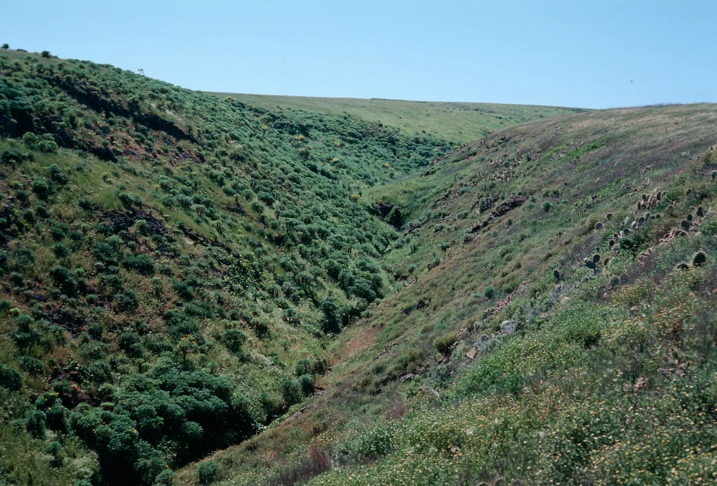 Santa Barbara Island, Middle Cyn