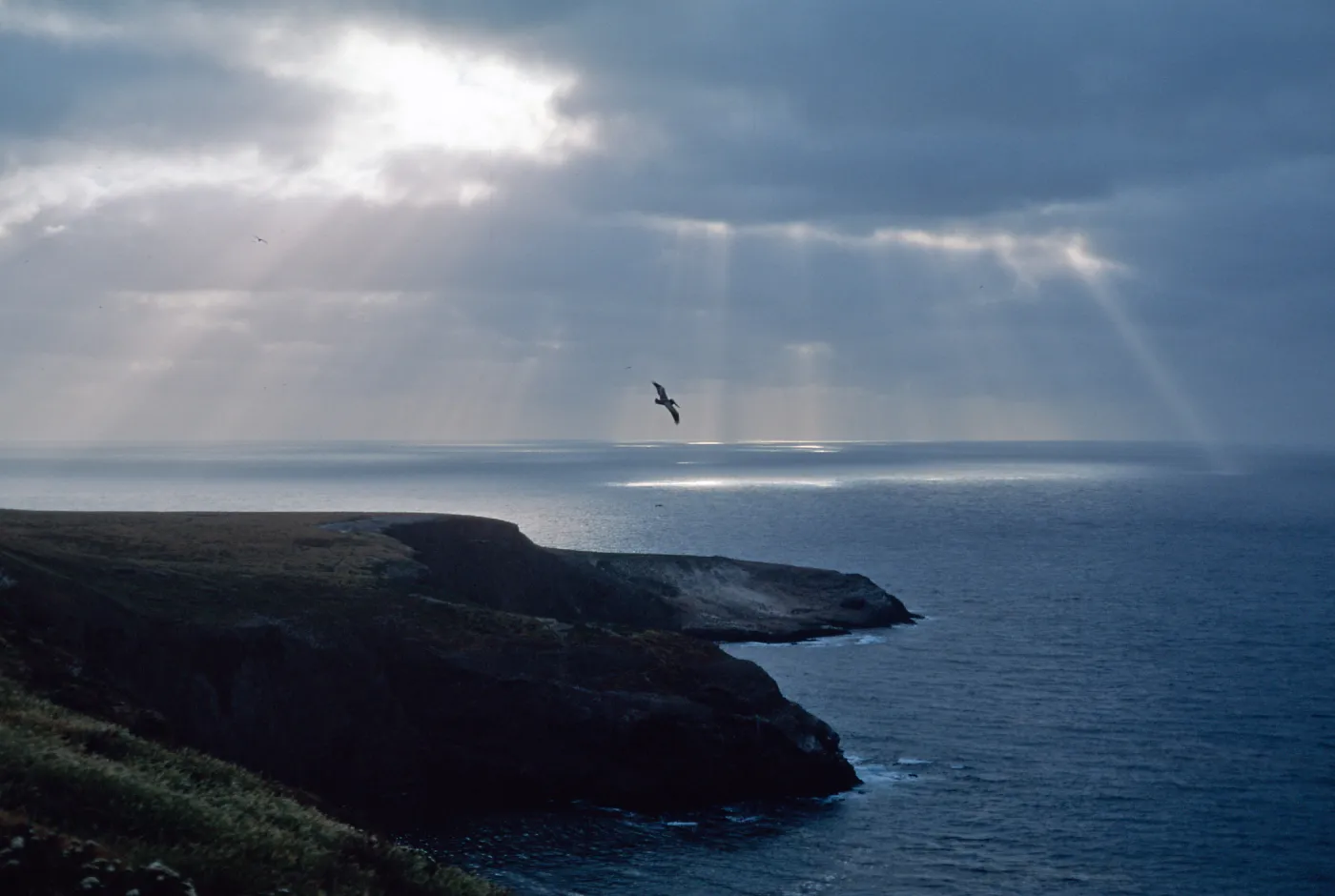 Santa Barbara Island, Sunbeams, pelican