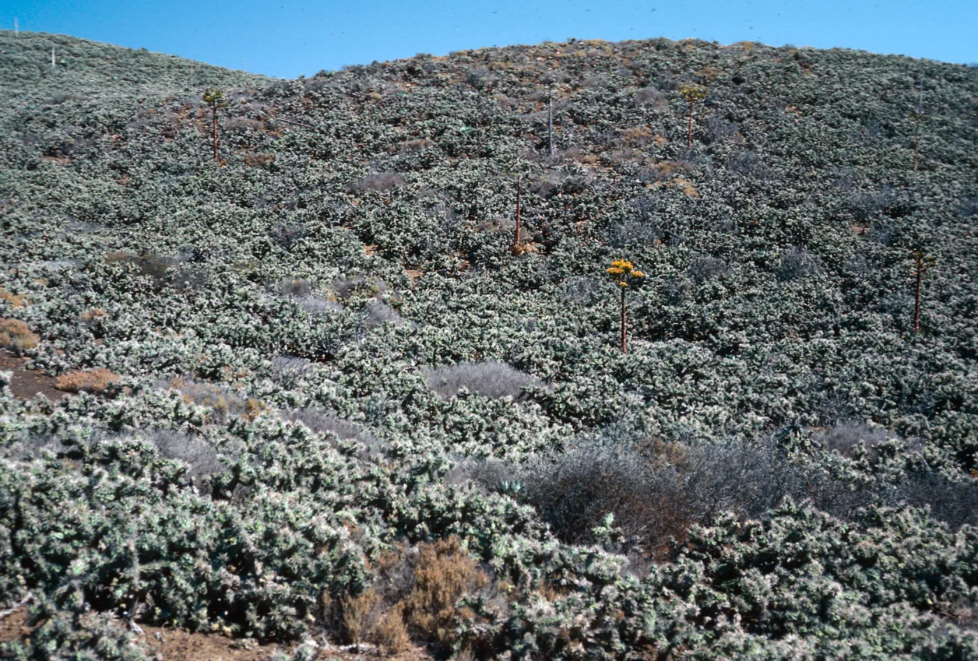 Opuntia (Prickly-pear), N of lighthouse, Natividad Island