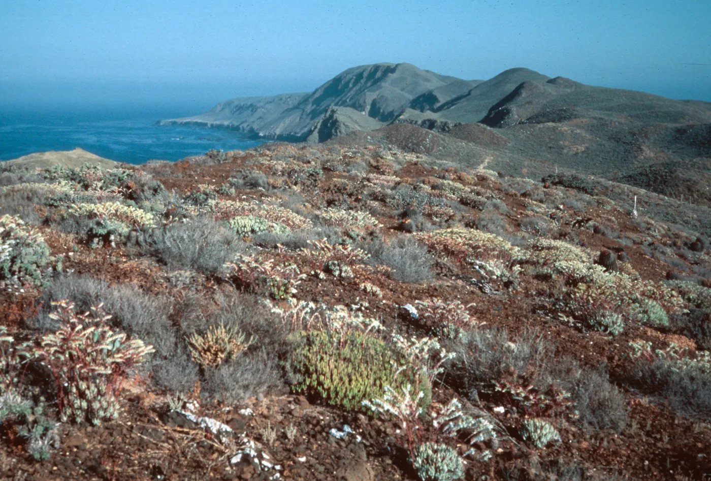 Dudleya albiflora habitat, looking N from highlands N of lighthouse, Natividad Island