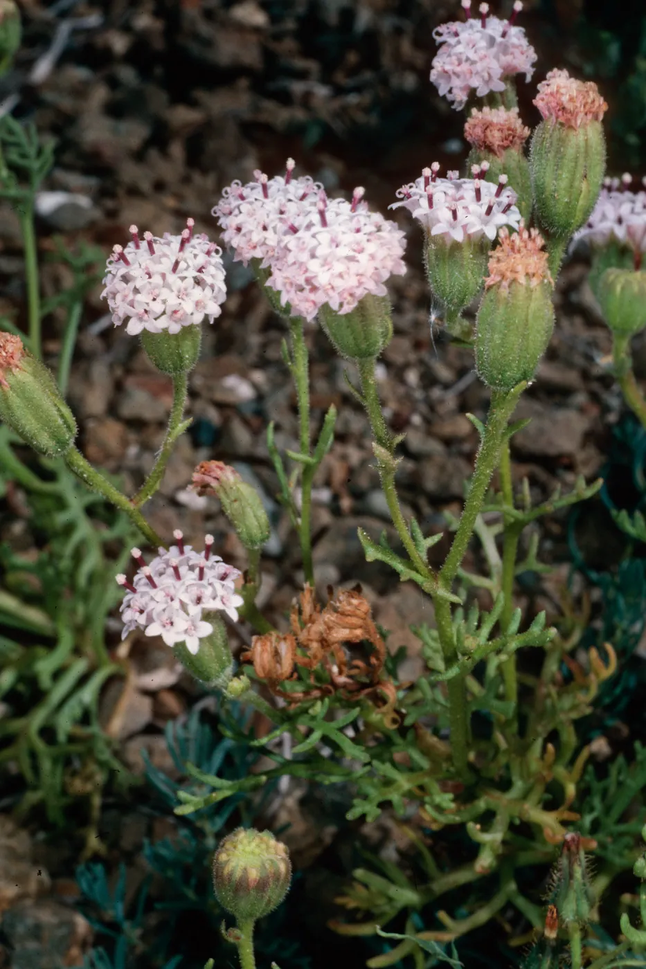 Chaenactis lacera, Natividad Island