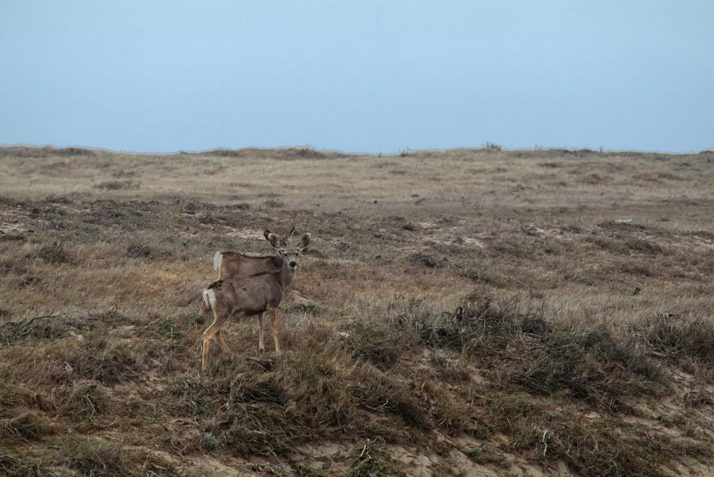Deer, base of Carrington Point peninsula, Santa Rosa Island