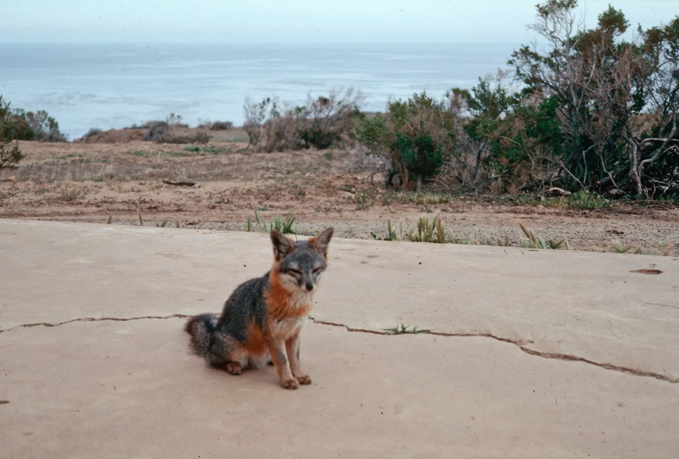 Fox, Johnson's Lee, Santa Rosa Island