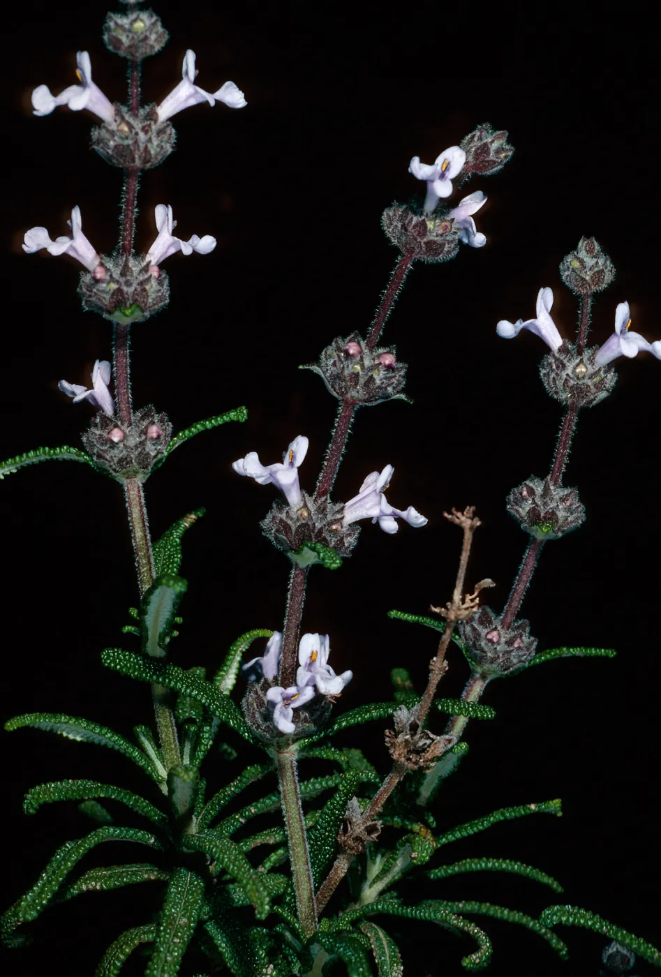 Salvia brandegeei, E of Johnson's Lee, Santa Rosa Island