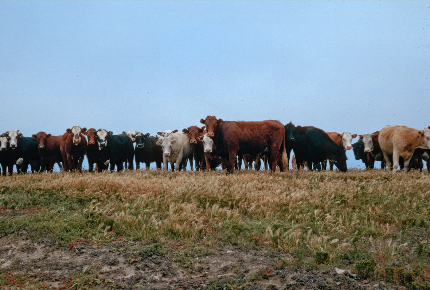 cattle, W side of Carrington Point, Santa Rosa Island