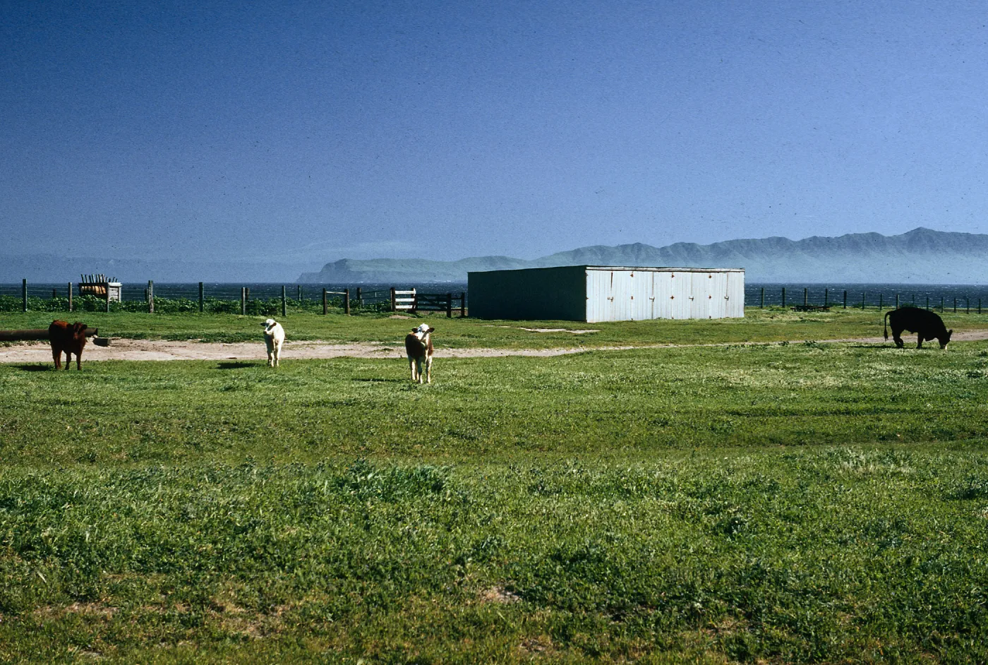 cattle, Vail Ranch, Santa Rosa Island