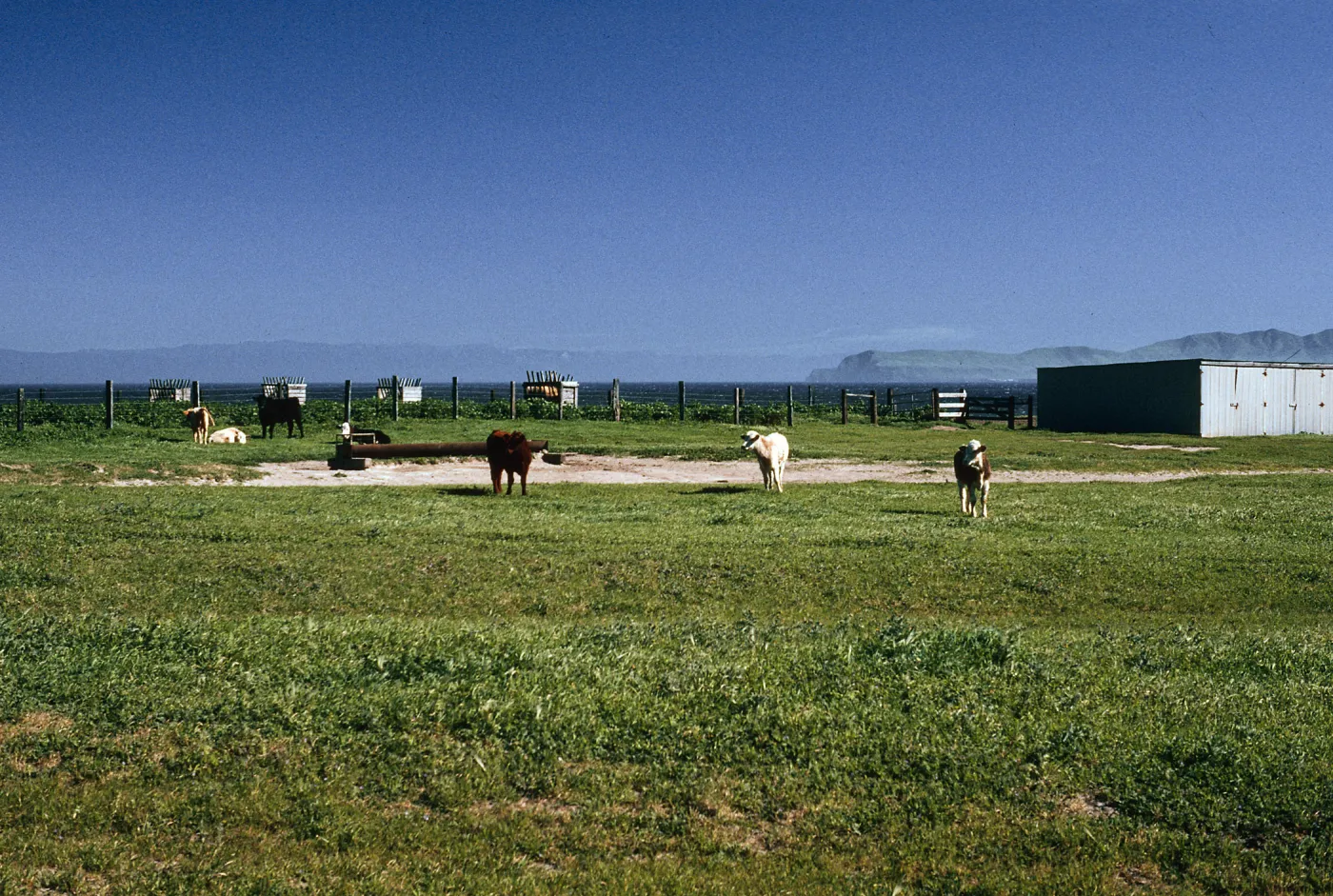 cattle, Vail Ranch, Santa Rosa Island