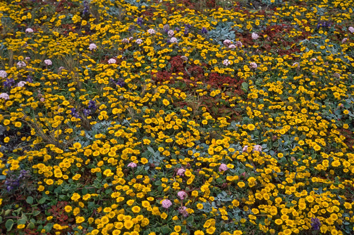 Layia (tidy tips) , West side of Carrington Point, Santa Rosa Island