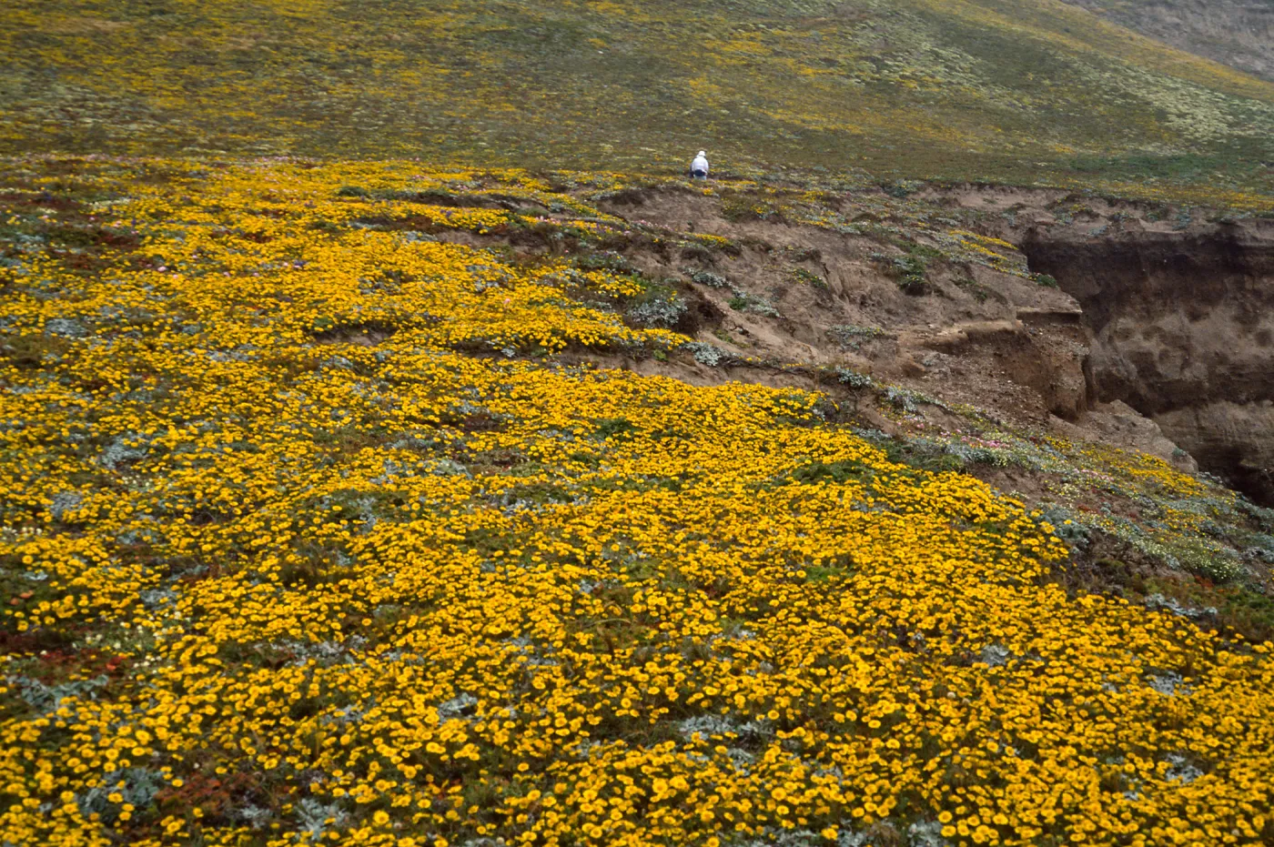 Layia (tidy tips) , West side of Carrington Point, Santa Rosa Island