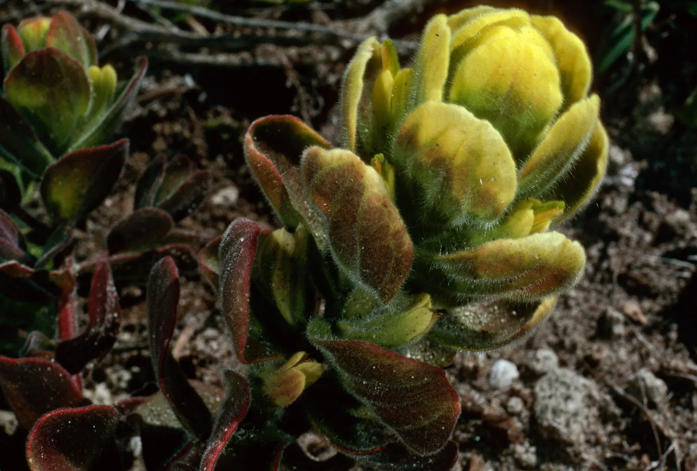 Castilleja mollis, Carrington Point pasture, Santa Rosa Island