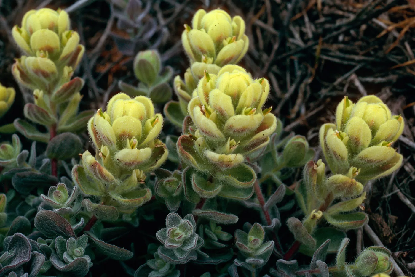 Castilleja mollis, West side of Carrington Point, Santa Rosa Island