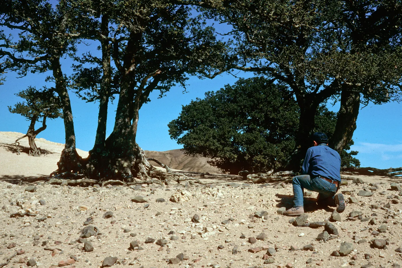Quercus tomentella, West of Soledad Peak, Santa Rosa Island