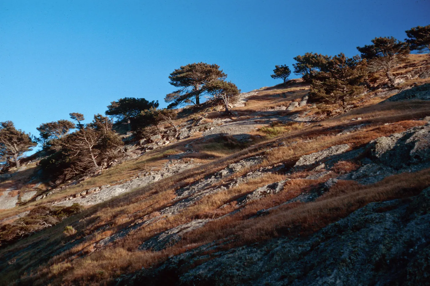 Torey Pines, Box Canyon, Santa Rosa Island