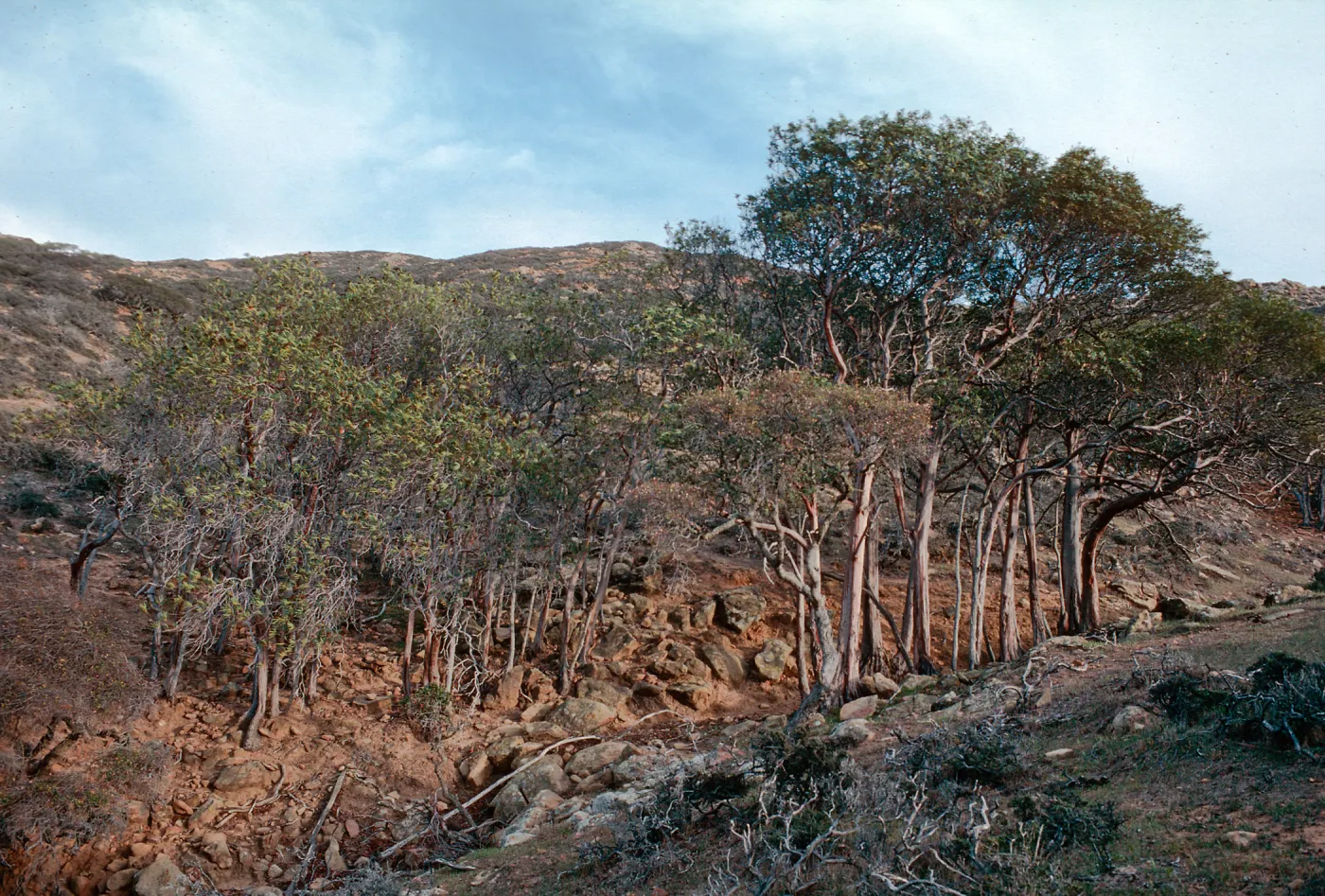 Lyonothamnus, canyon West of Peak 1017, West of South Point ridge, Santa Rosa Island